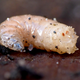 Image for article titled Worm Feels Conflicted About Feasting On Monarch Who Symbolized So Much Oppression